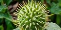 Jimsonweed spiny seed pod