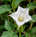 Jimsonweed white trumpet-shaped flower
