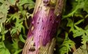 Poison hemlock stem with purple blotches