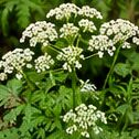 Poison hemlock white umbrella-shaped flower clusters
