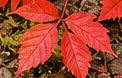 Poison ivy in red fall color