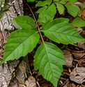 Poison ivy leaves of three