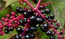 Pokeweed dark purple berry clusters