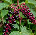 Pokeweed with reddish stems and dark berries