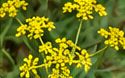 Wild parsnip flower clusters close up