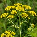 Wild parsnip yellow umbrella-shaped flowers